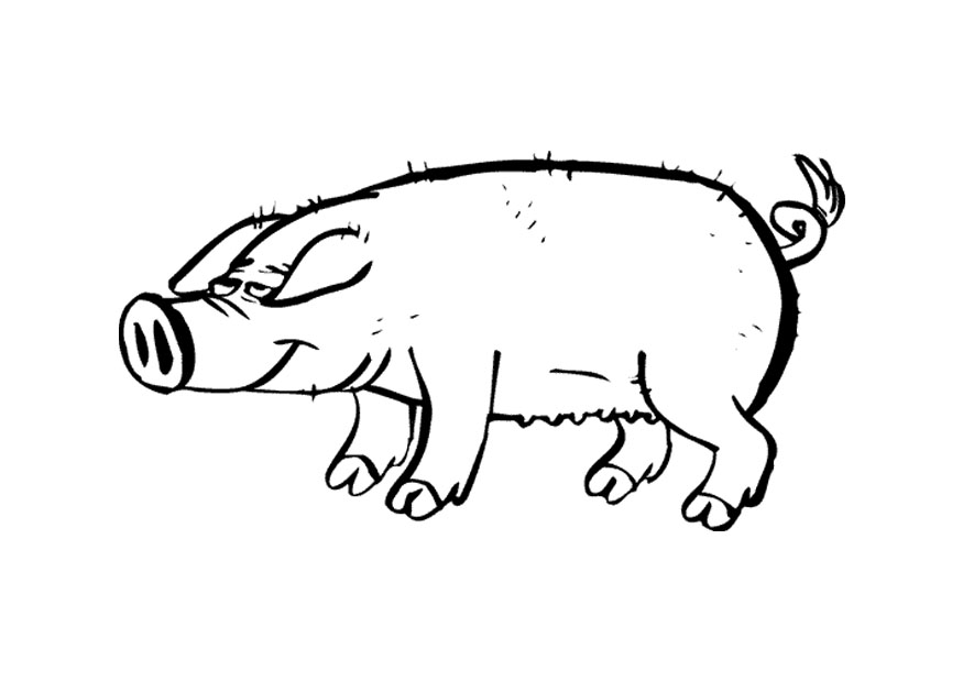 planse desene de colorat porc purcel